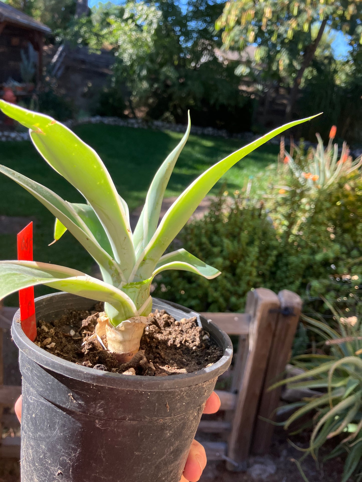 Agave~ Fox Tail Agave Attenuata  variegated 8" Tall 7"Wide #700R