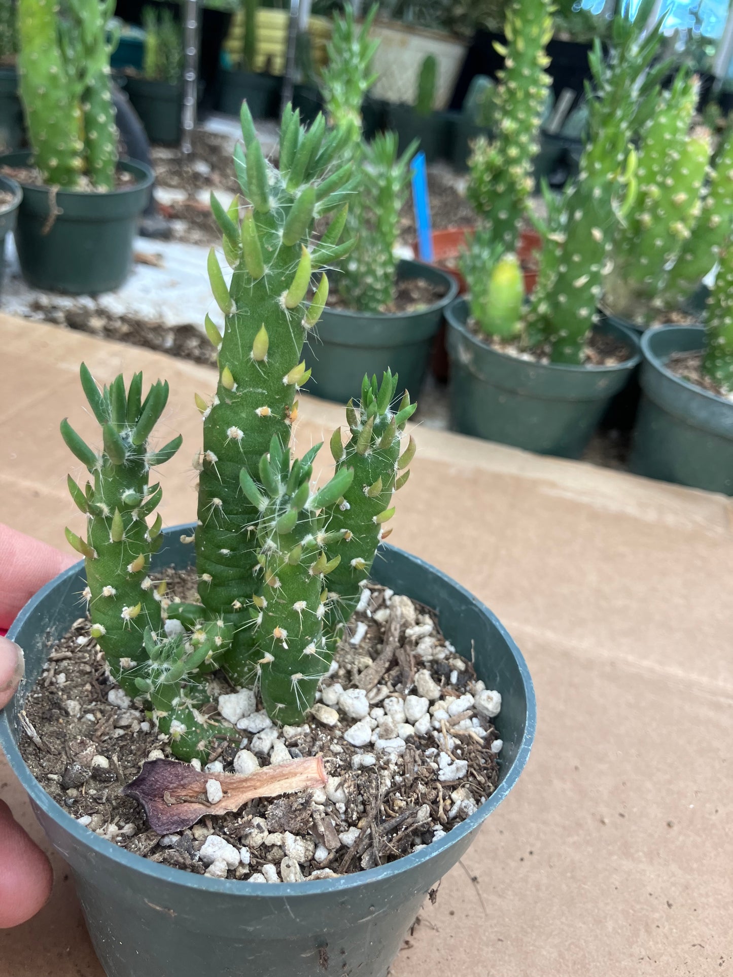 Austrocylindropuntia Cactus Gumbi Mini Eve's Needle 4"Tall #404P