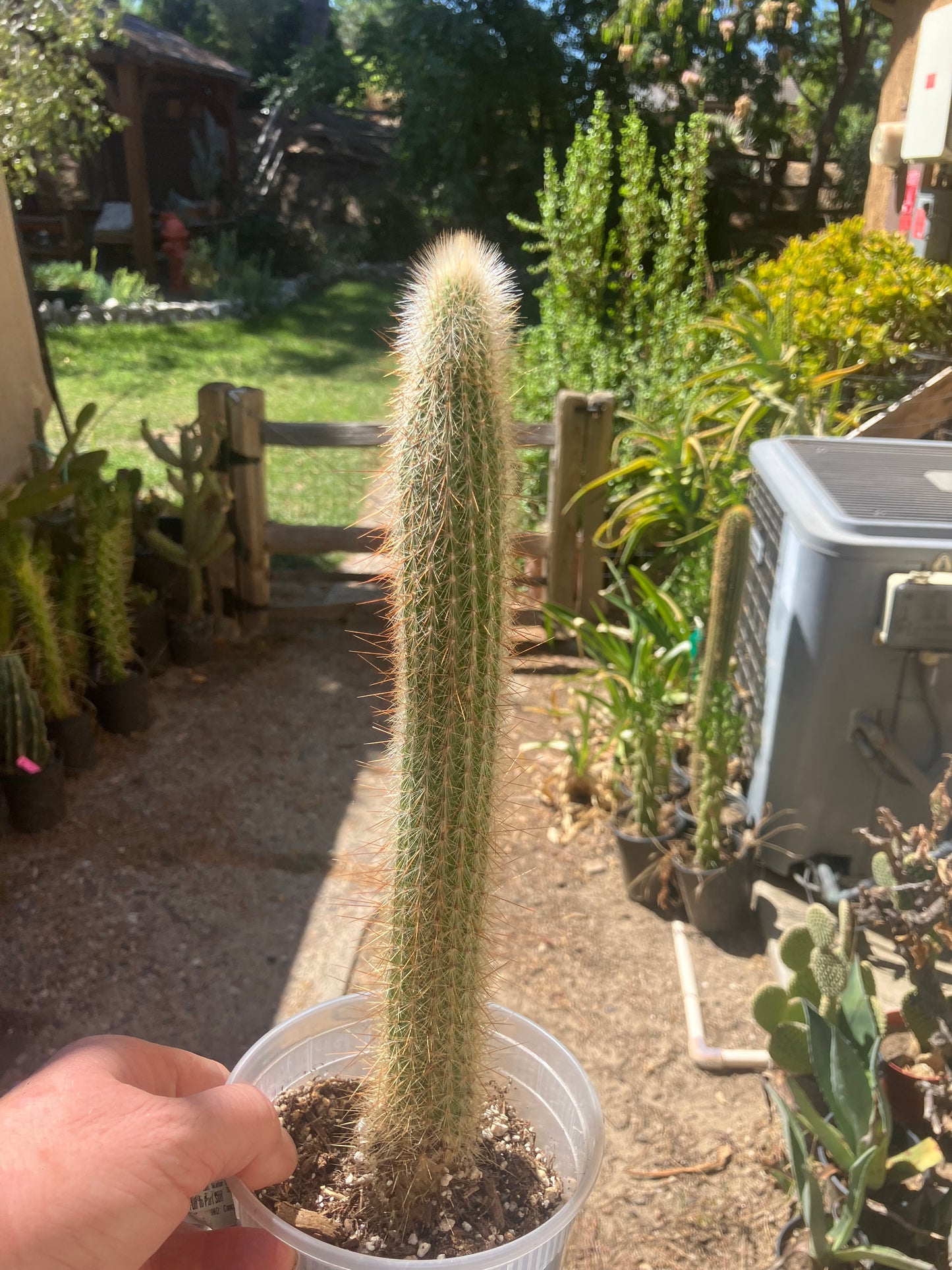 Cleistocactus Strausii Silver Torch Cactus 12”Tall #2W