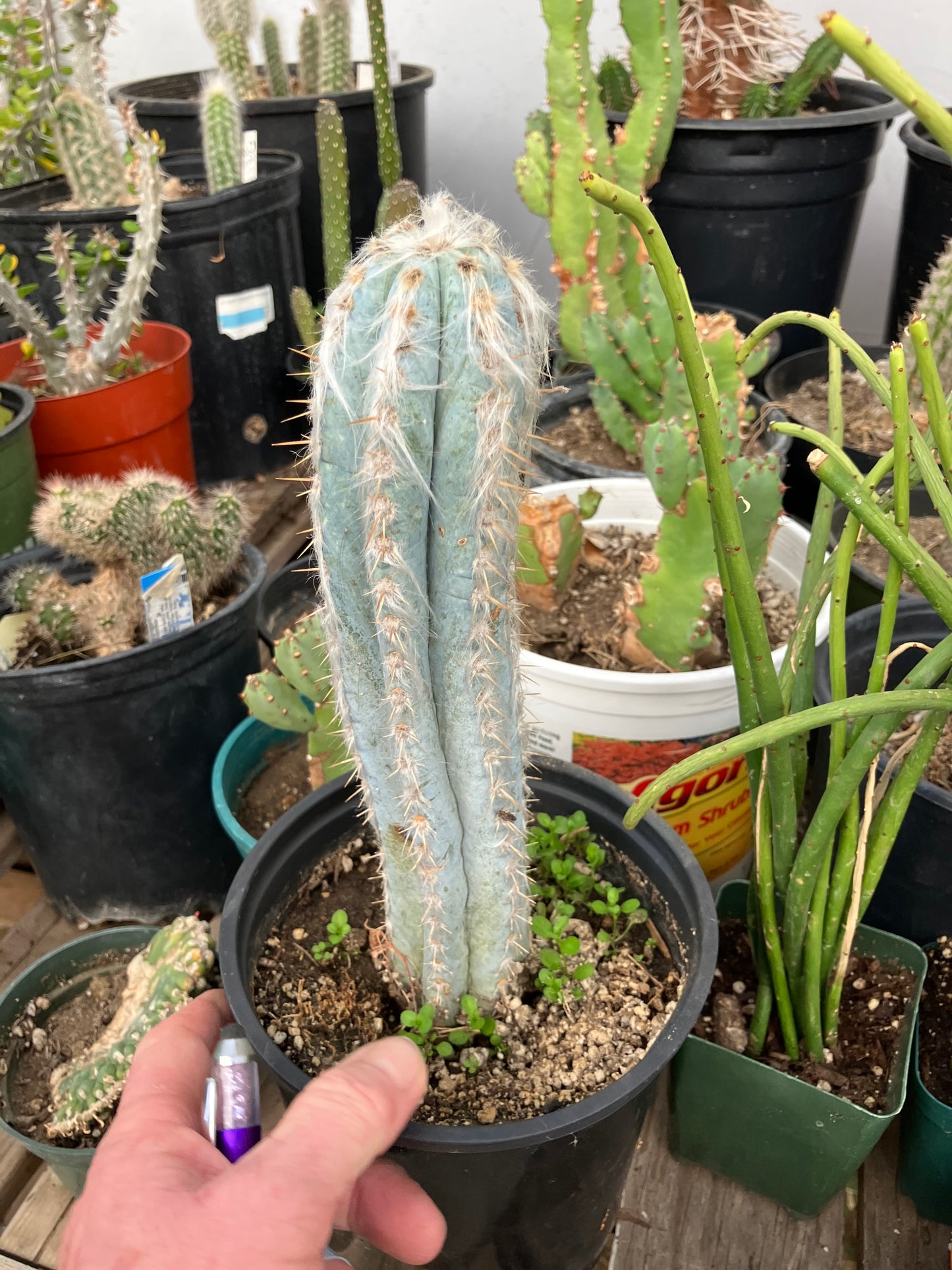 Pilosocereus Pachycladus Cactus 10" Tall 8.5"Circumference