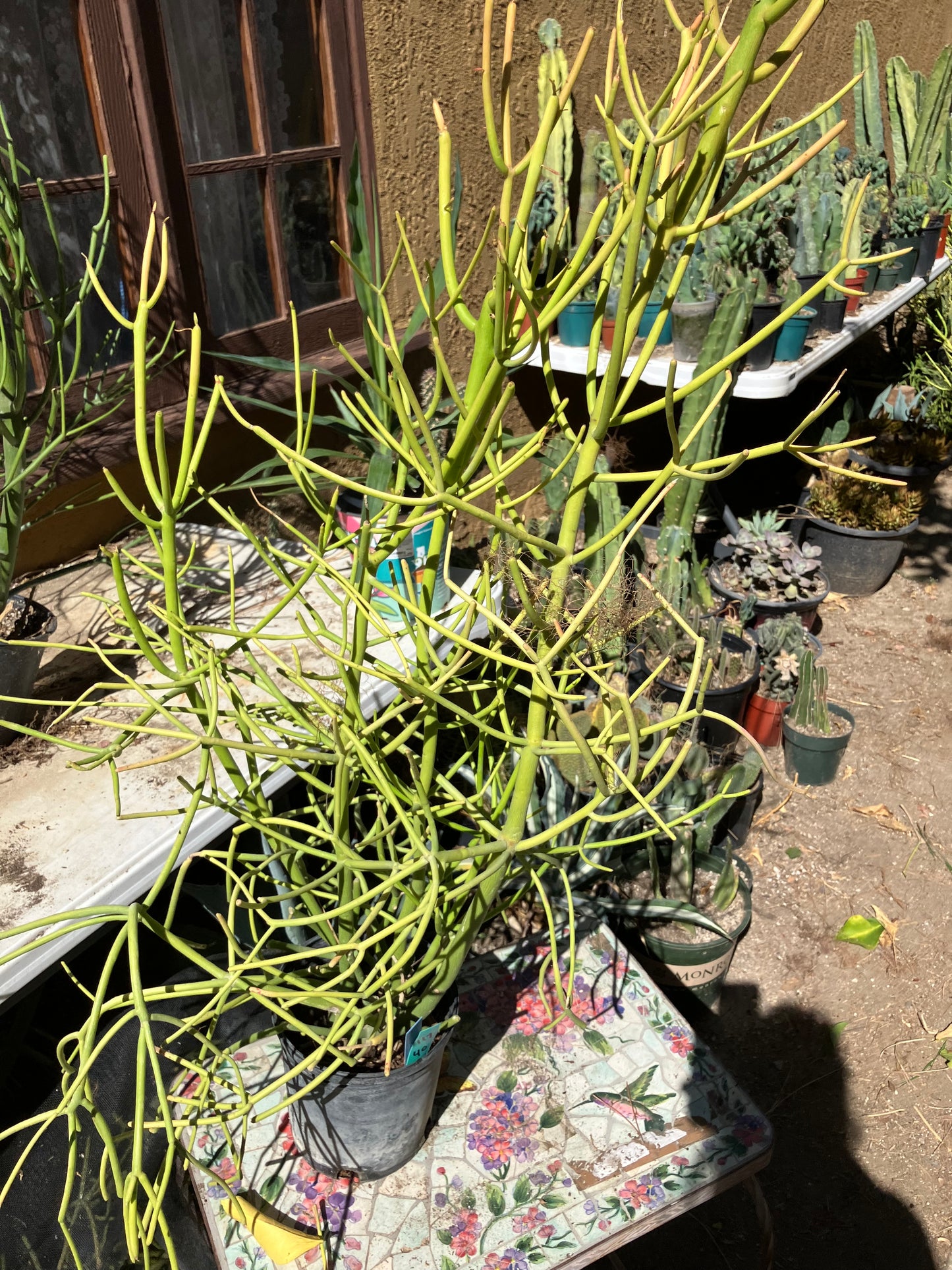 Euphorbia tirucalli Pencil Cactus/Succulent 40"Tall 17"Wide #117G