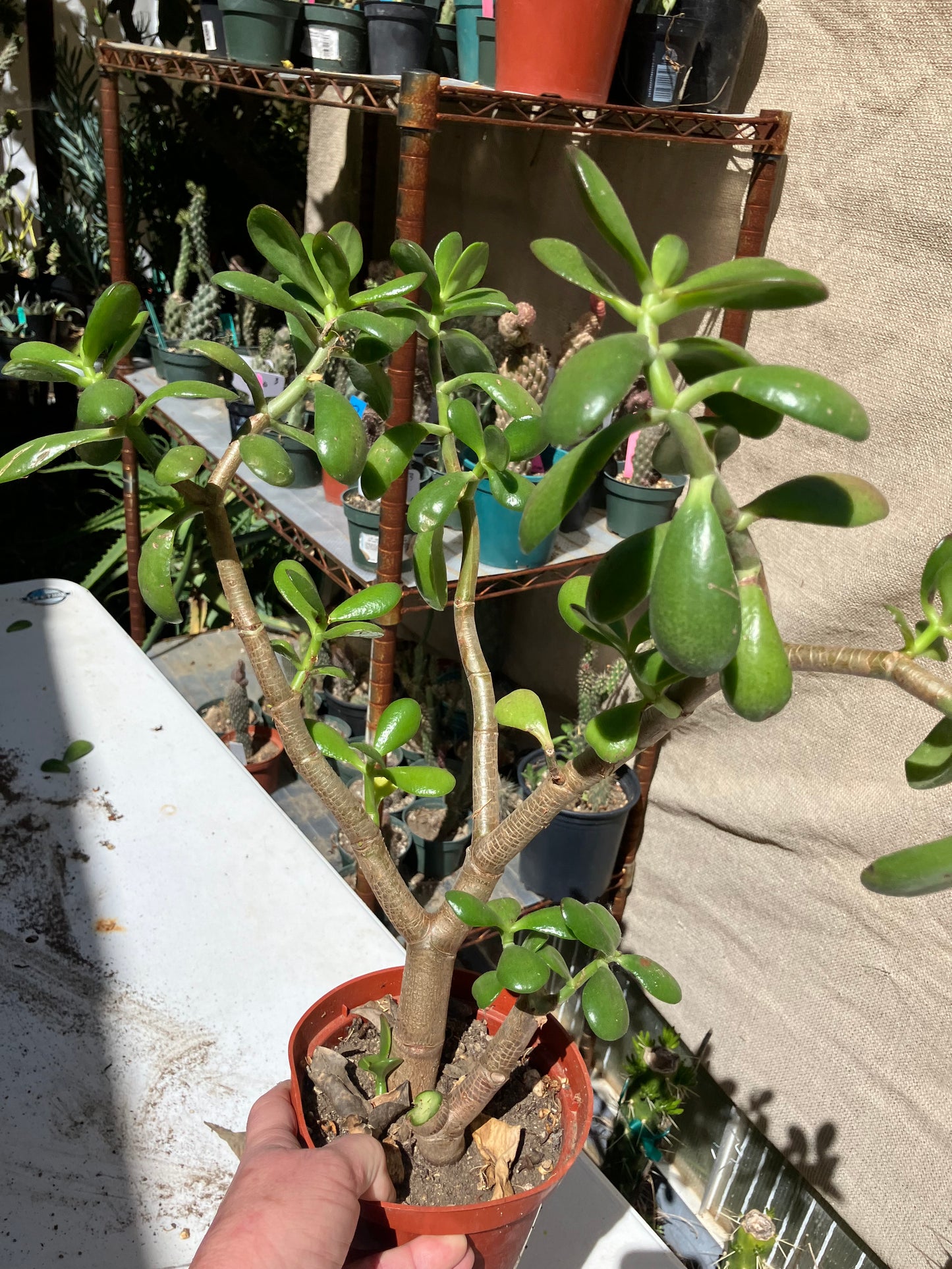 Crassula Ovata Money Jade 16”T 17”W #171G