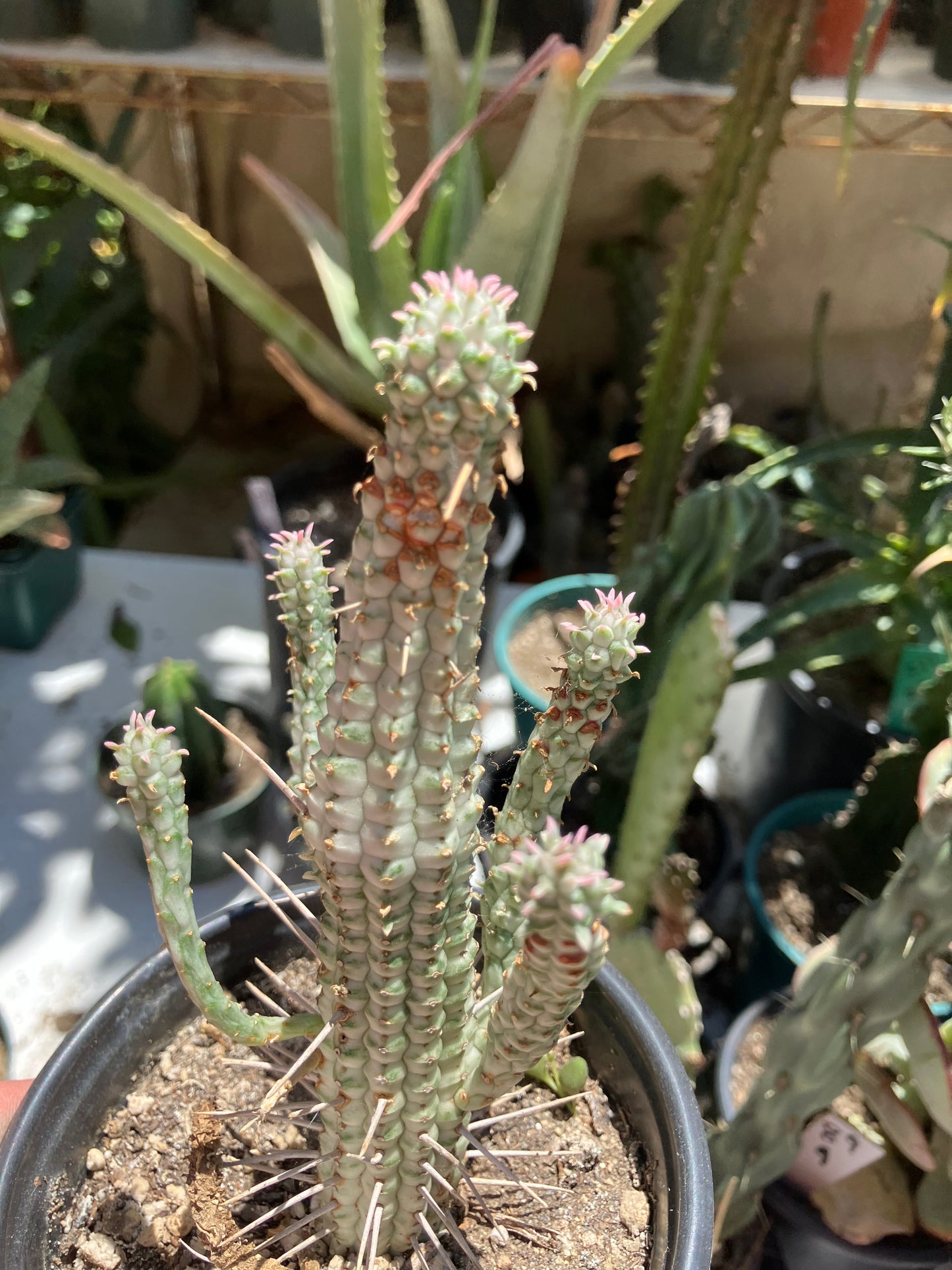 Euphorbia mammillarias  Corn Cob 6"Tall #66W