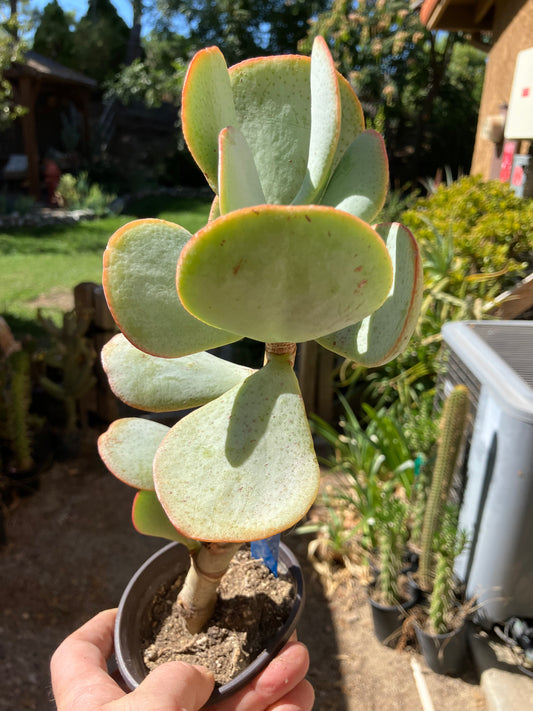 Crassula arborescens Silver Dollar 10"Tall #10B