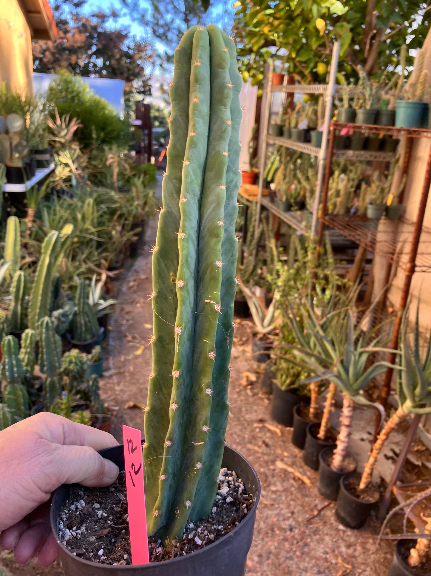 San Pedro Cactus - Trichocereus pachanoi 12”Tall #12P