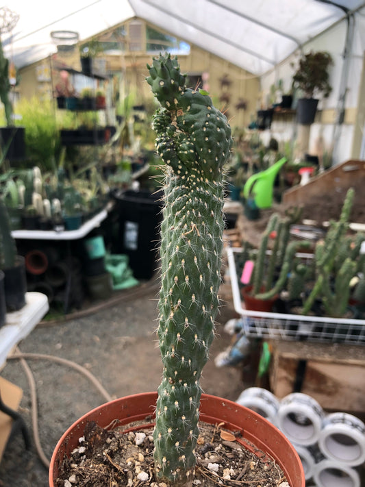 Cylindropuntia fulgida Cholla Boxing Glove Cactus Crest 6.5"Tall #63W