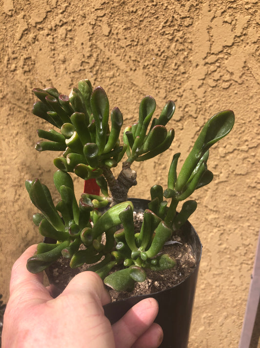 Crassula Gollum Jade Succulent Bonsai Style Living Plant 6”Tall #76R