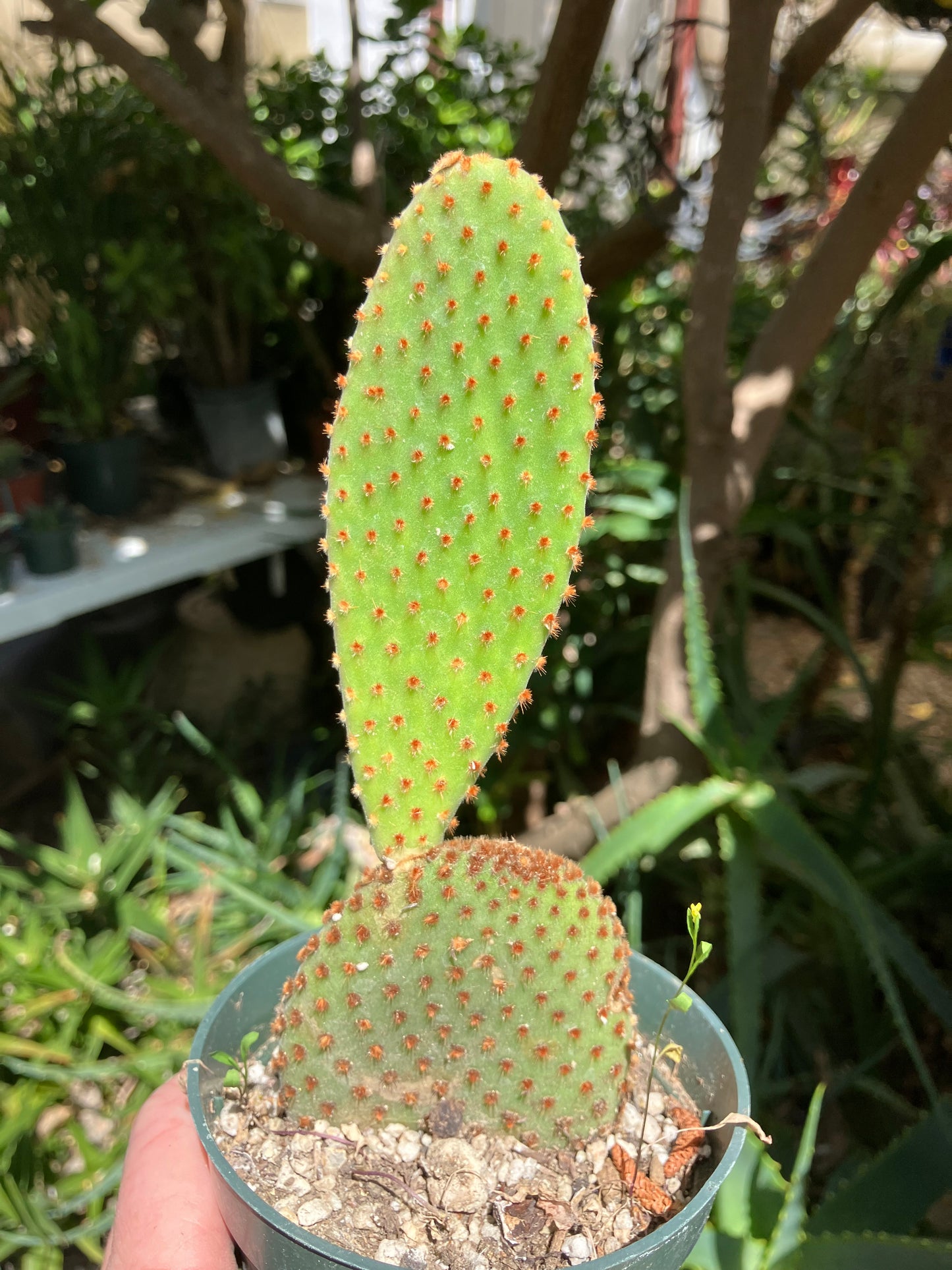 Opuntia microdasys Cinnamon Bunny Ears 6"Tall #24Y