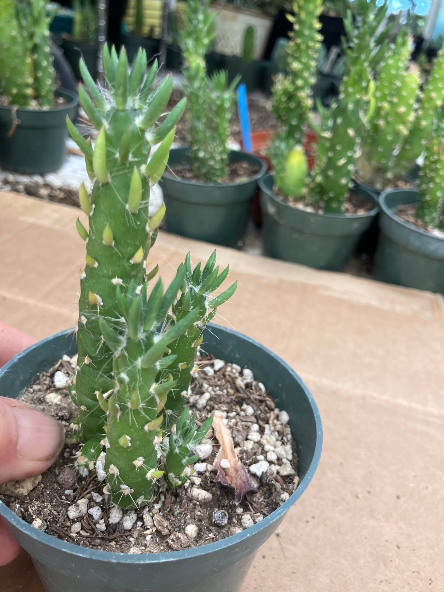 Austrocylindropuntia Cactus Gumbi Mini Eve's Needle 4"Tall #404P