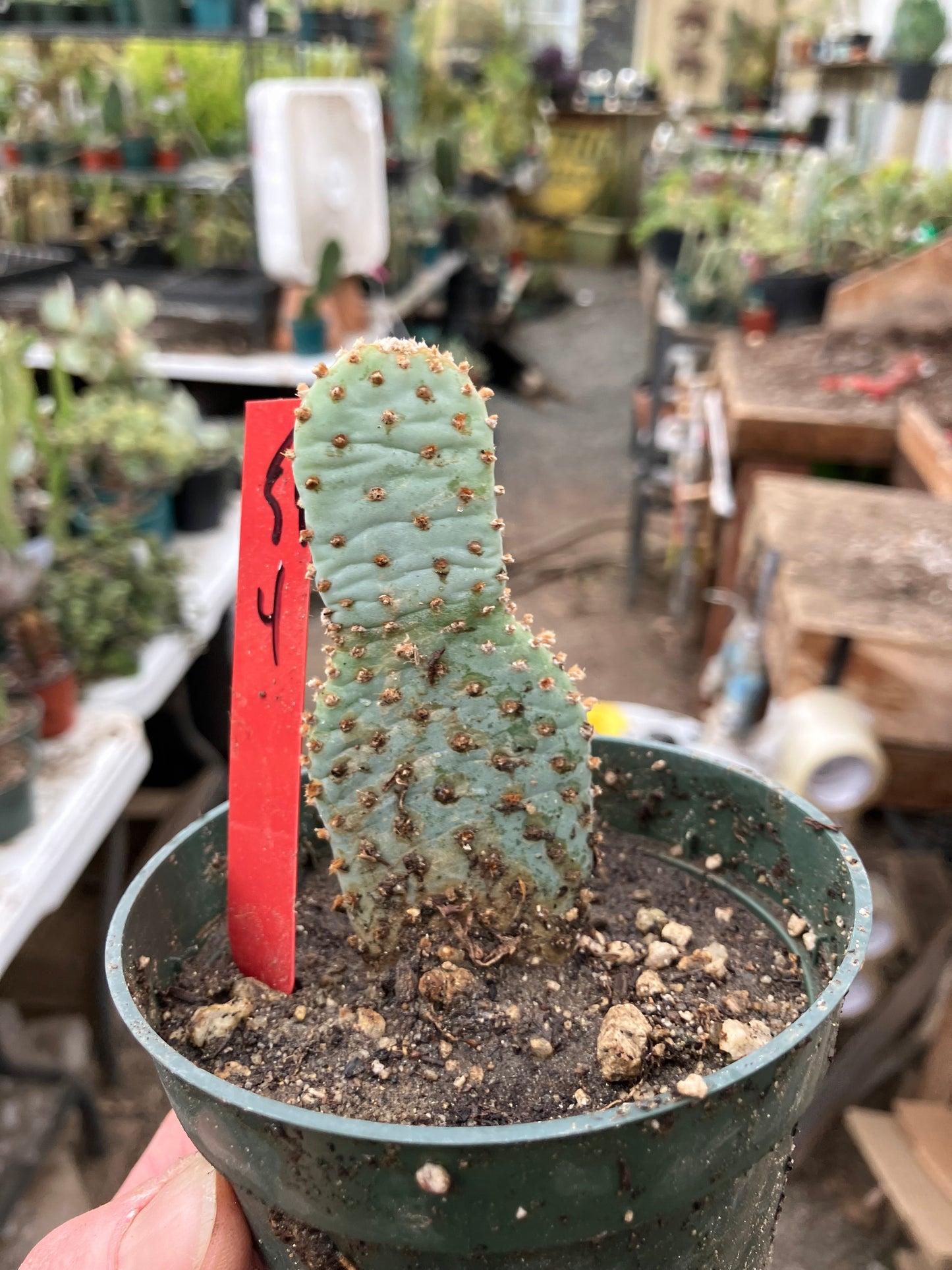 Opuntia Basilaris Beavertail Cactus 4"Tall #54R