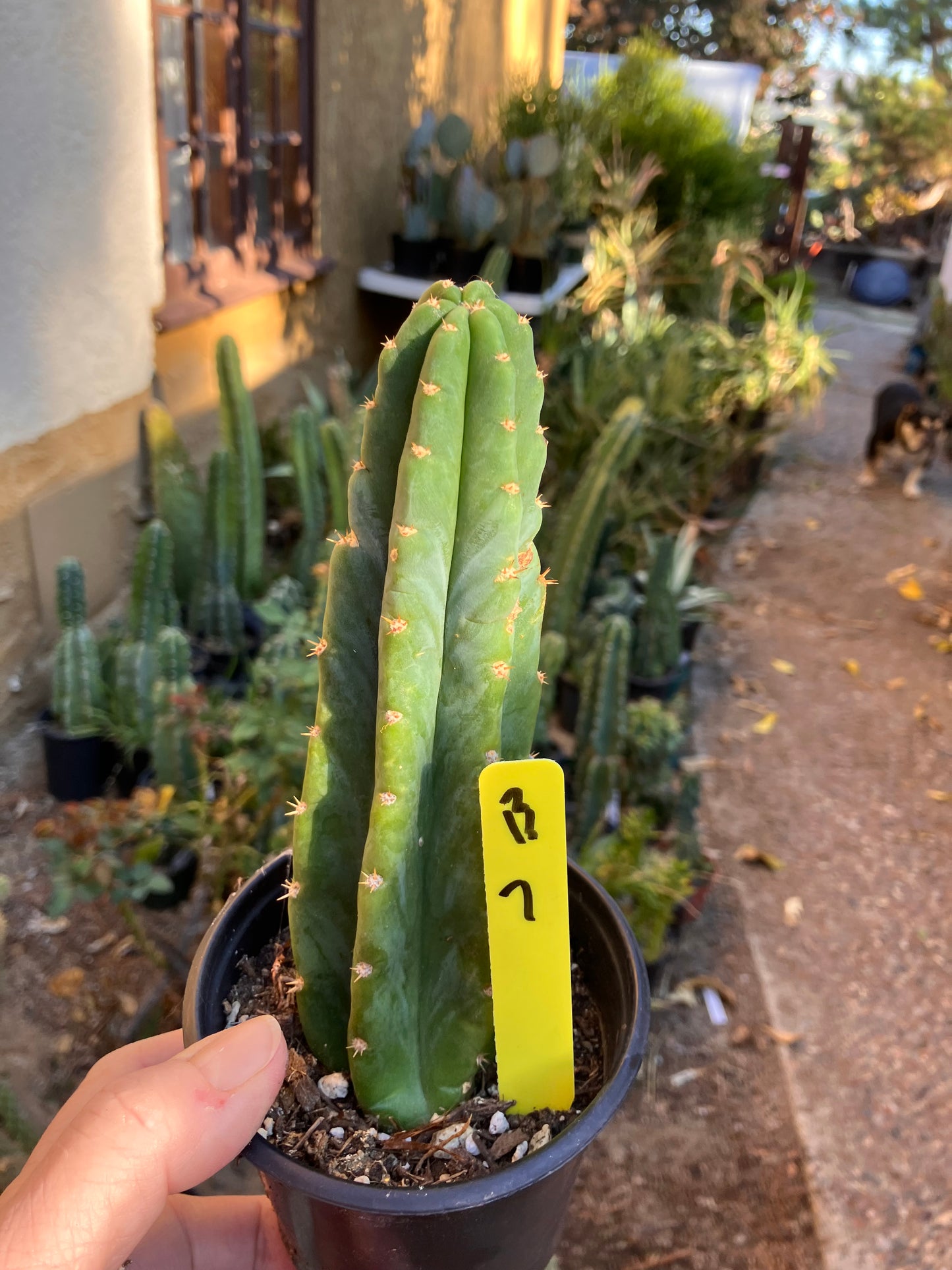 San Pedro Cactus - Trichocereus pachanoi 7”Tall #13Y