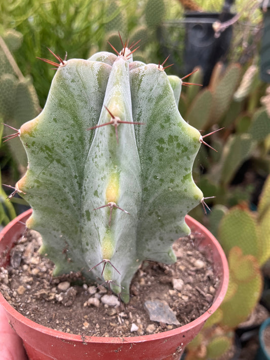 Lemaireocereus pruinosus Grey Ghost  4"Tall 3"Wide #226W