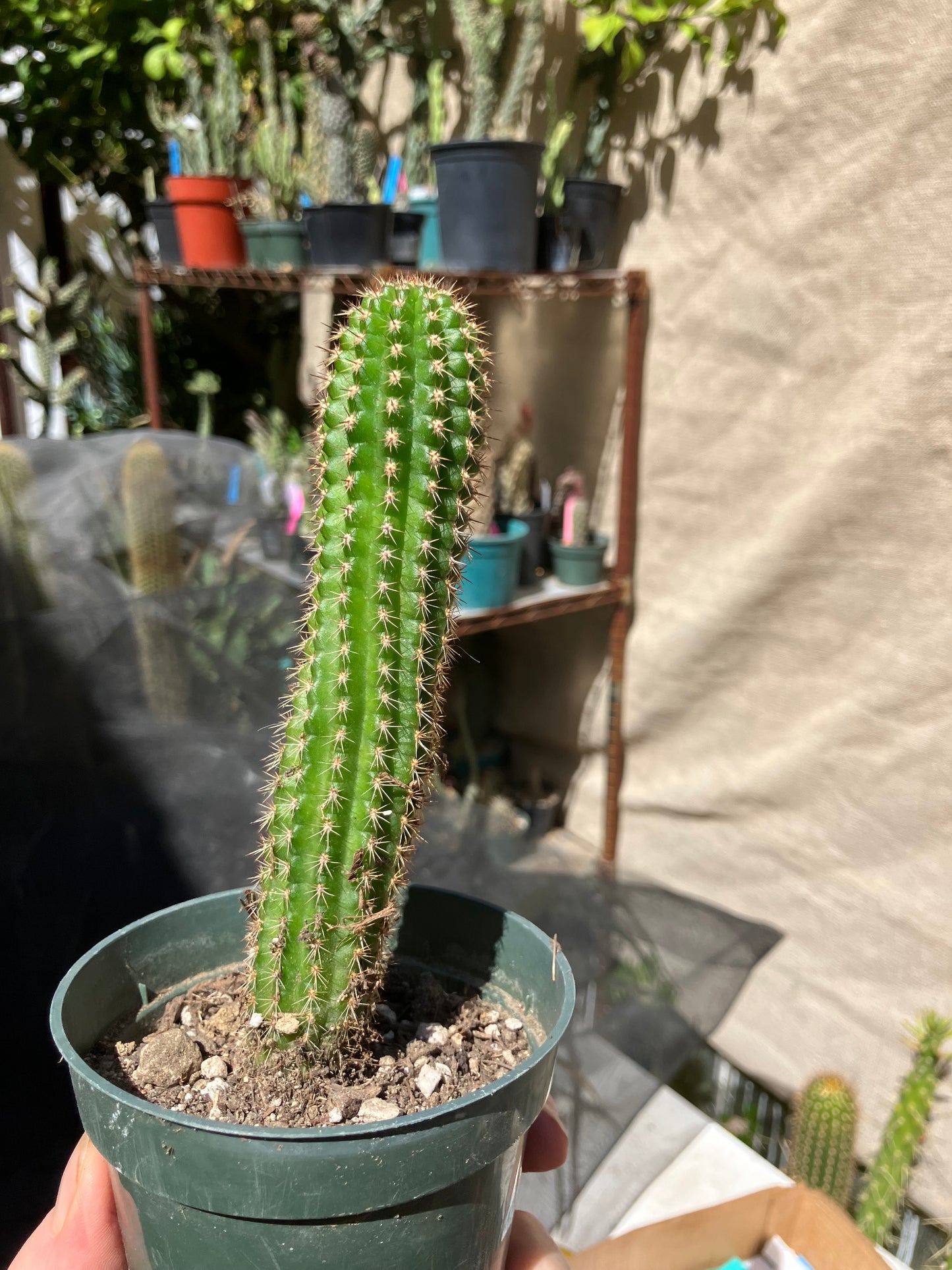 Pachycereus pecten-aboriginum
 Indian Comb Cactus 6"Tall #67B