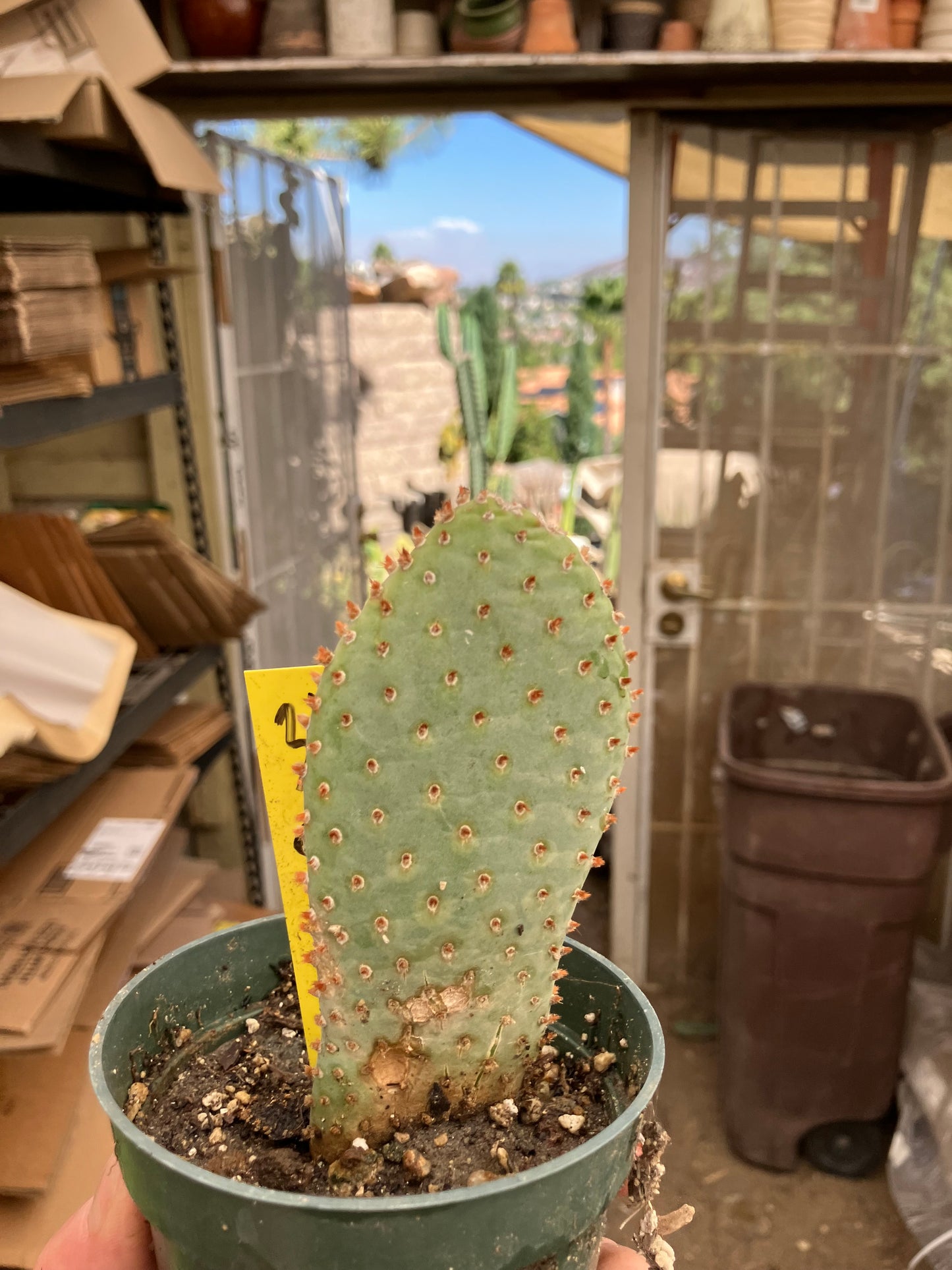 Opuntia Basilaris Beavertail Cactus 5"Tall #31Y