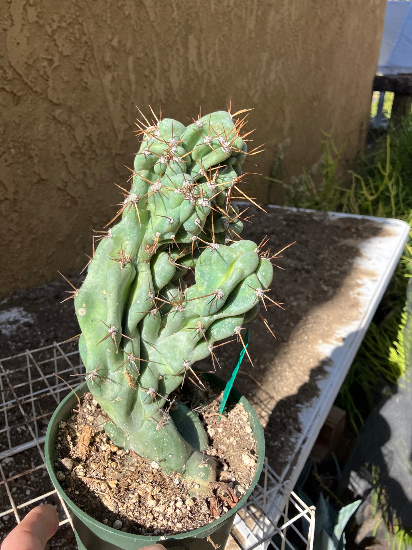 Cereus Peruvianus Monstrose Night Blooming 9" Tall 4"Wide #10G