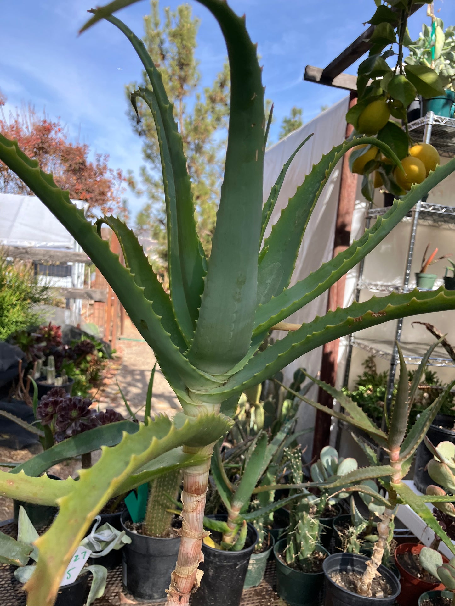 Aloe arborescens Torch Aloe 23"Tall 6Yr Old Succulent Plant #136R