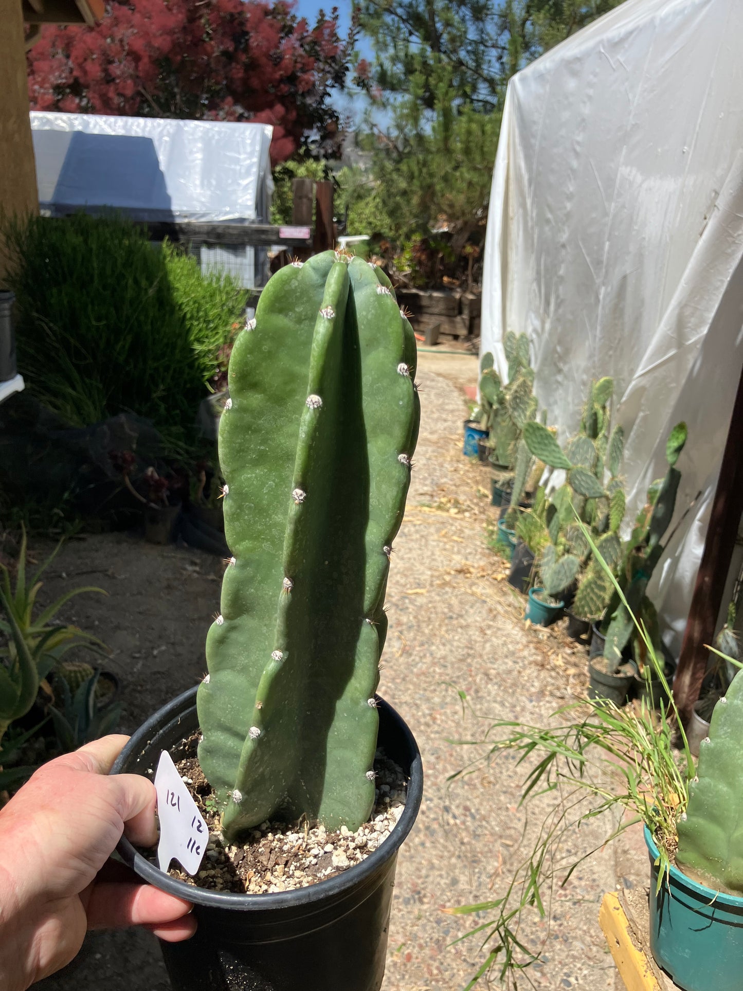 Cereus Peruvianus Night Blooming 12Tall  #121W