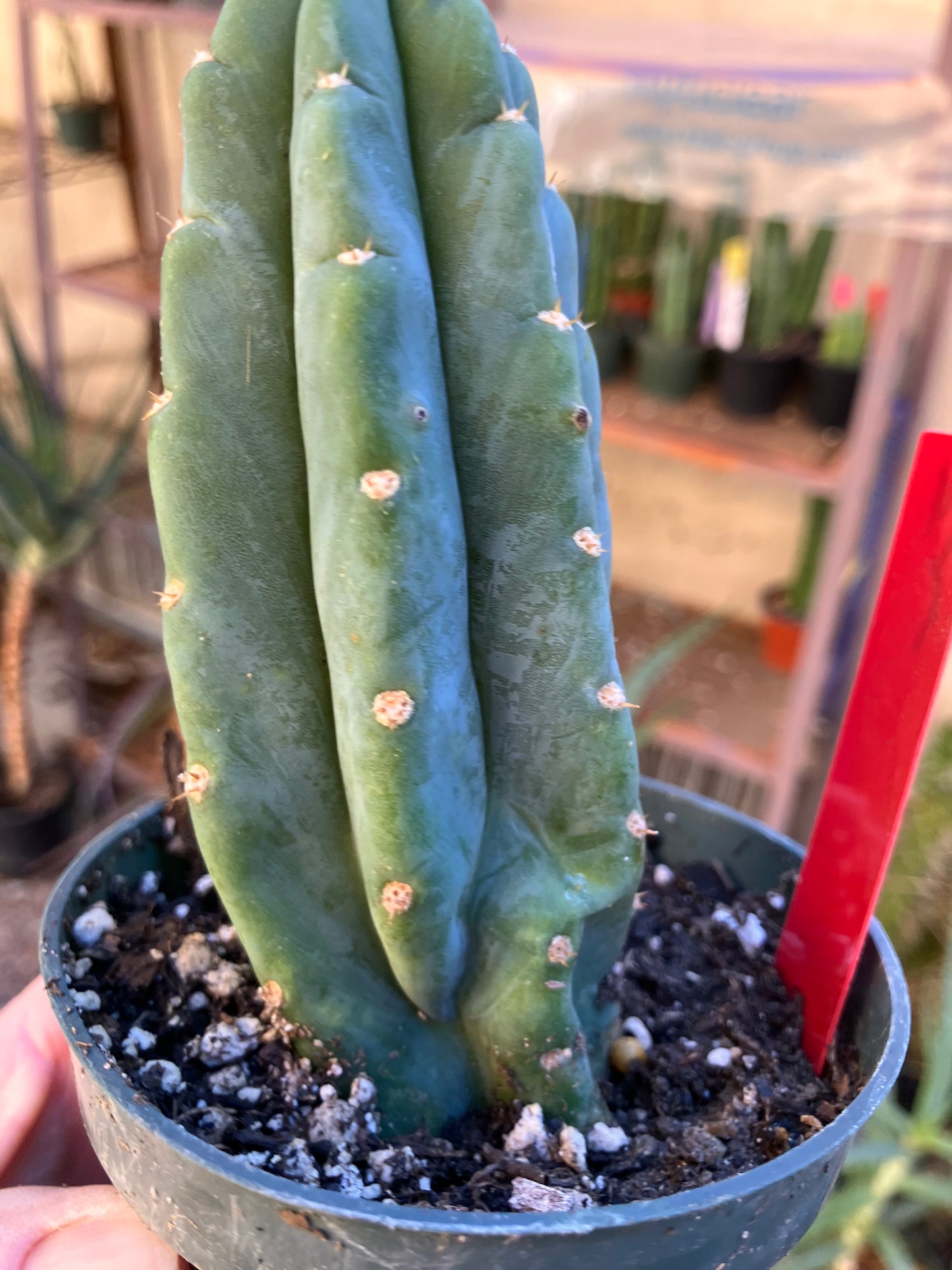 San Pedro Cactus - Trichocereus pachanoi 5"Tall #14R