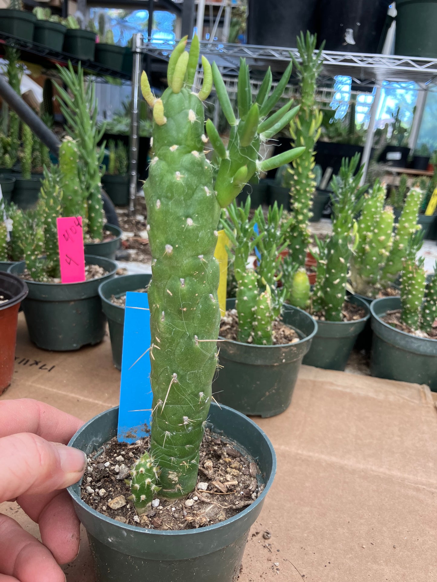 Austrocylindropuntia Cactus Gumbi Mini Eve's Needle 7"Tall #3B