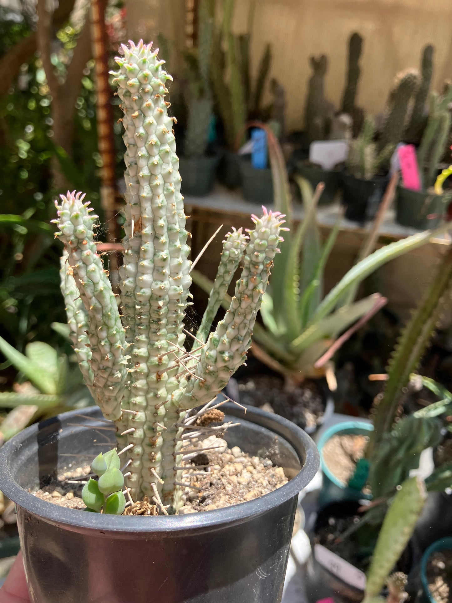 Euphorbia mammillarias  Corn Cob 6"Tall #66W