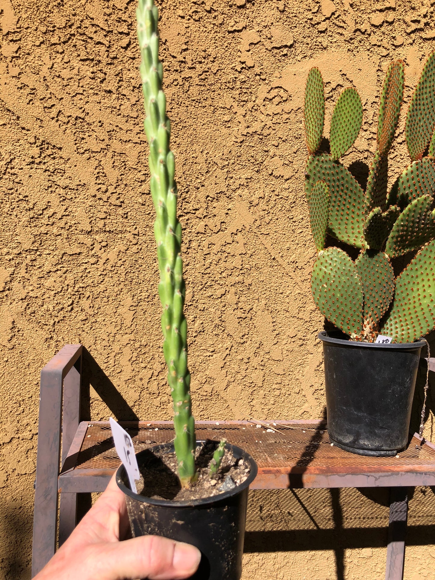 Cholla Cylindropuntia  Buckhorn Cactus 15”Tall #150W