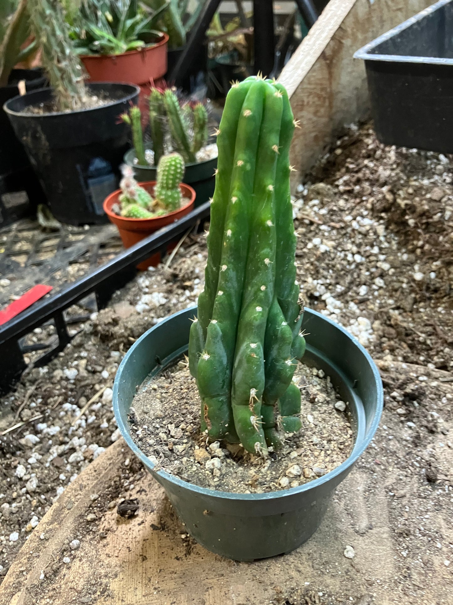 San Pedro Cactus - Trichocereus pachanoi 5"Tall #251P