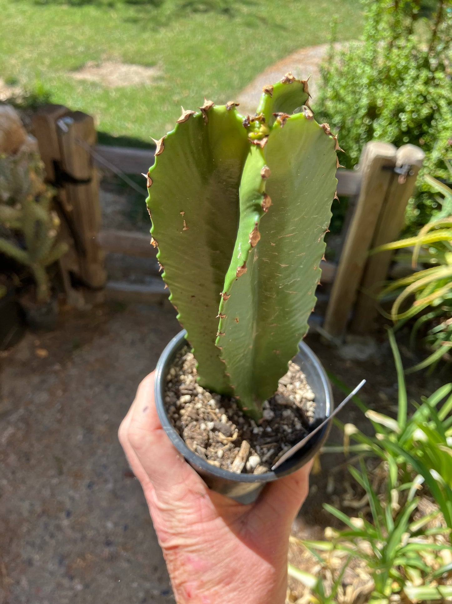 Euphorbia ingens Candelabra Tree Chocolate Drop 8”Tall #14W