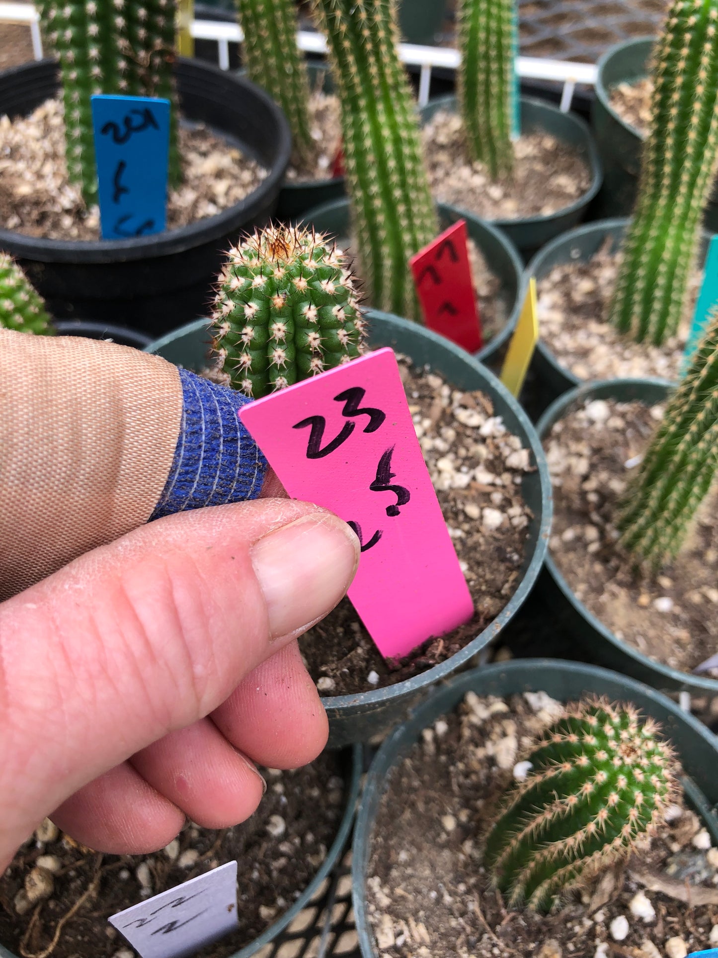 Trichocereus brevispinulosus Indian Comb Cactus 2.5"Tall #23P