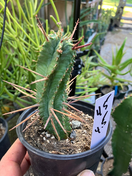 Euphorbia Horrida Noorsveldensis 4.5" Tall #45W