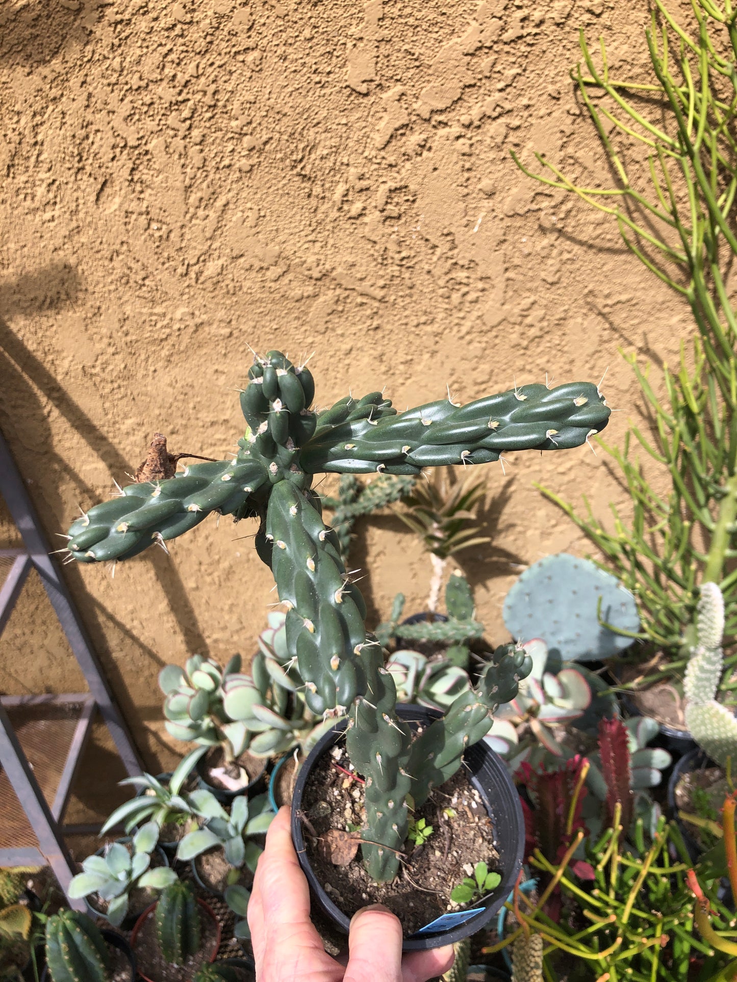 Cholla Cylindropuntia  Buckhorn 13”Tall #26B