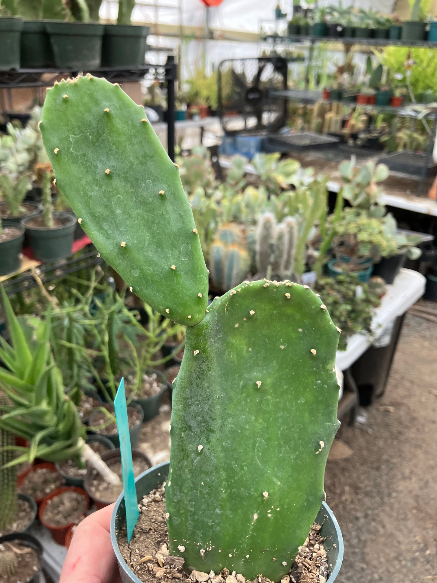 Opuntia Emerald wave Cactus 8”Tall #118G