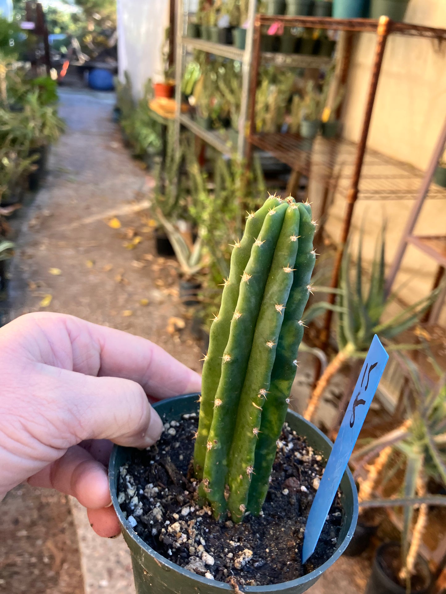 San Pedro Cactus - Trichocereus pachanoi 5"Tall #15B