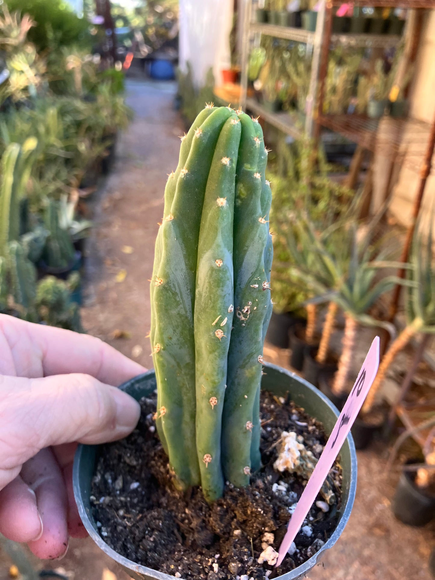 San Pedro Cactus - Trichocereus pachanoi 5"Tall #10P