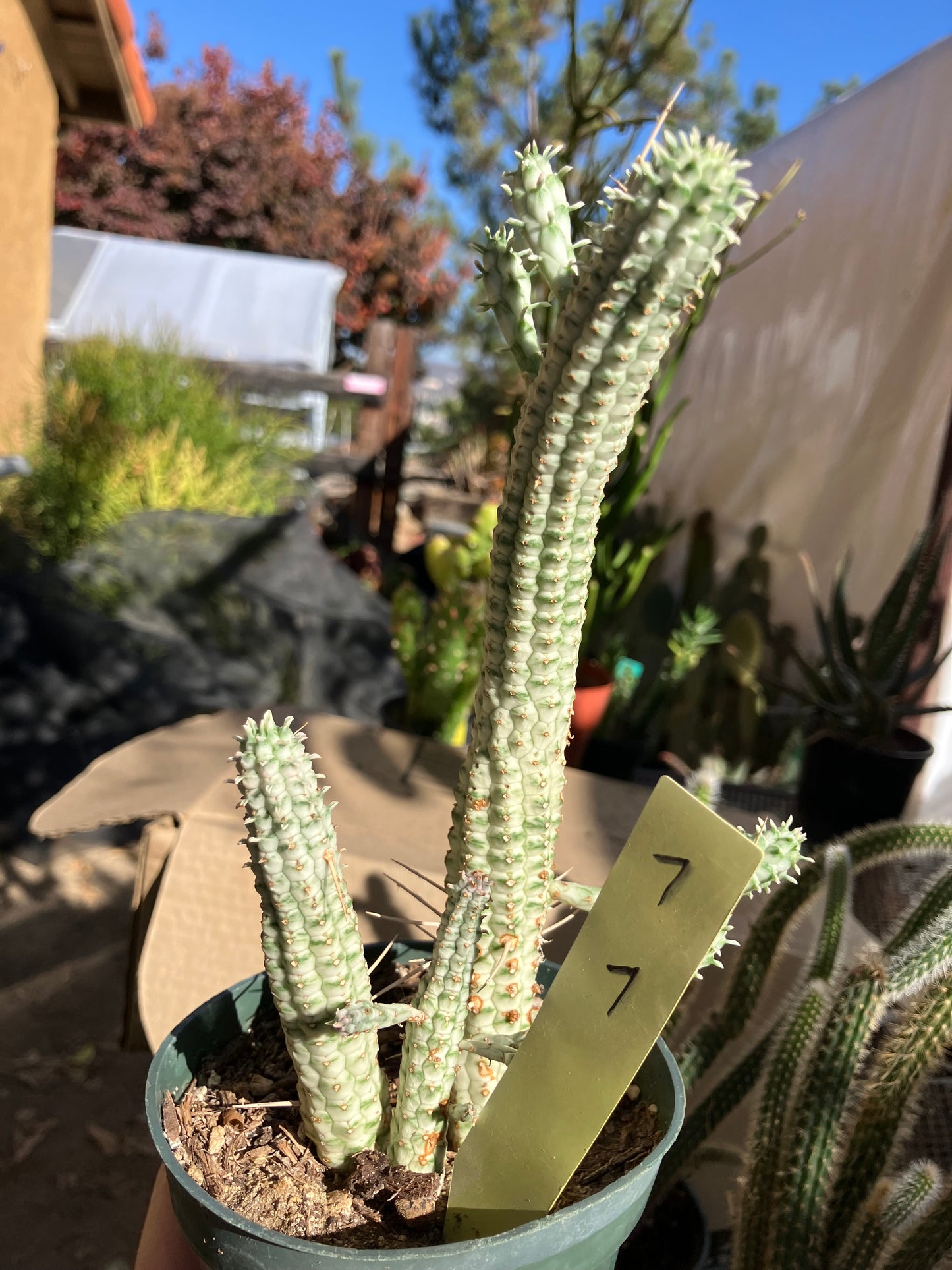 Euphorbia mammillarias variegata Corn Cob 7"Tall #7Y