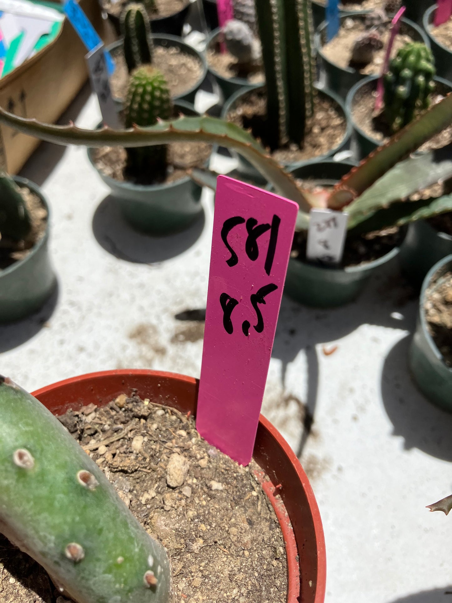 Opuntia canterae elata Cactus 8.5"Tall #581P