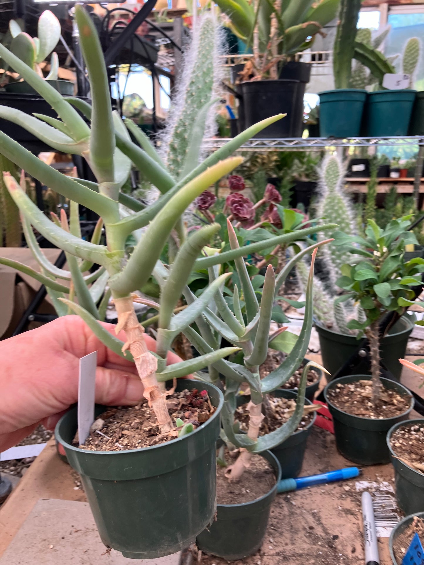 Aloe Hybrid 11"Tall  #112Y