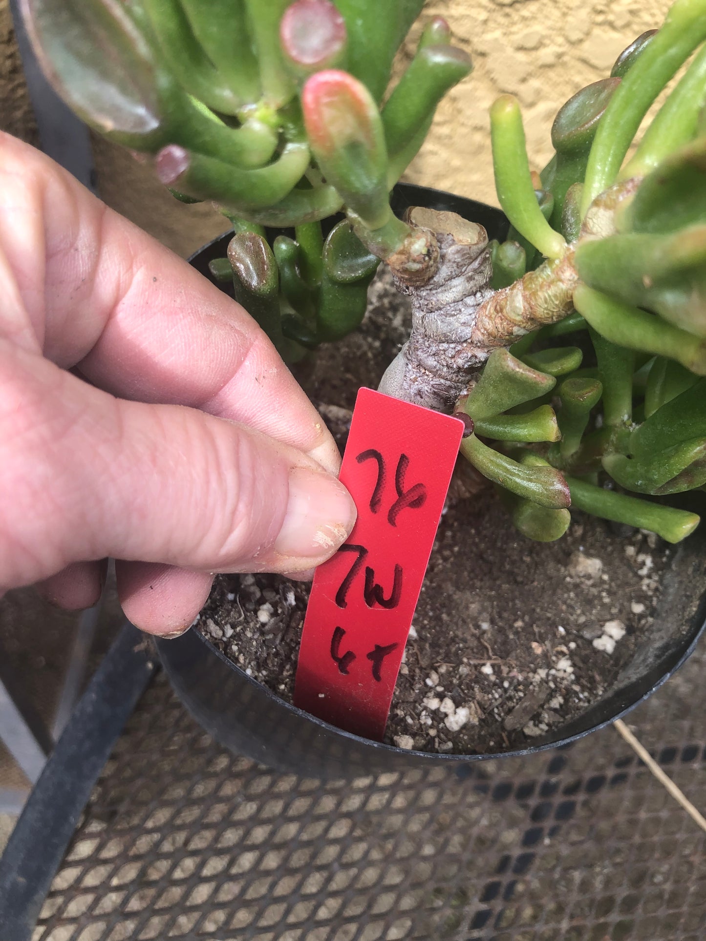 Crassula Gollum Jade Succulent Bonsai Style Living Plant 6”Tall #76R