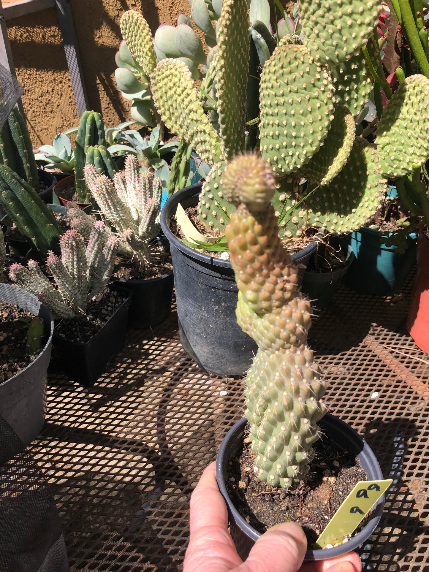 Cylindropuntia fulgida Cholla Boxing Glove Cactus Crest 9"Tall #99Y