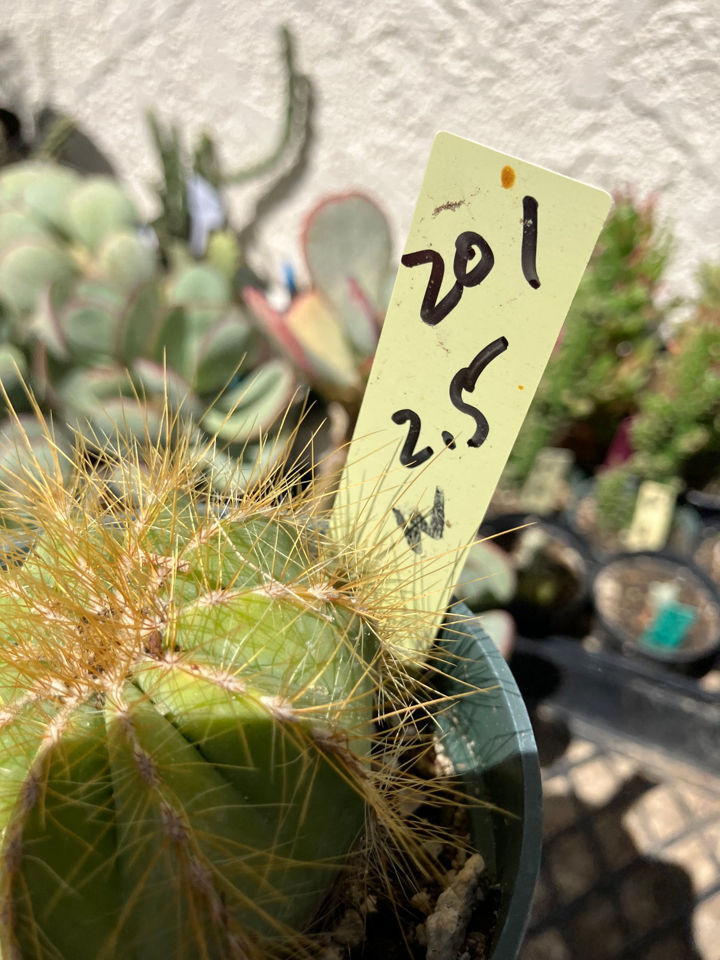 Notocactus magnificus Balloon Cactus 2.5"Wide #201Y minor scar