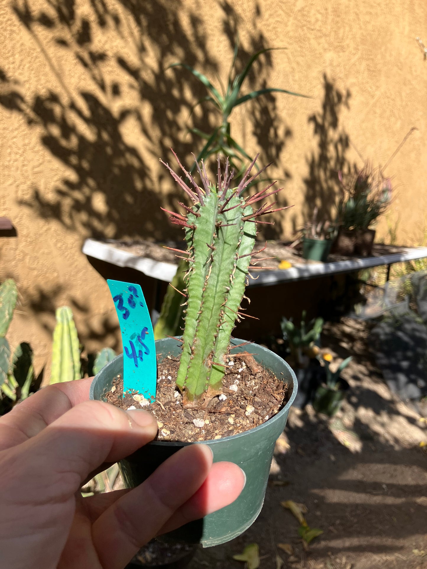 Euphorbia Horrida Noorsveldensis 4.5" Tall #30G