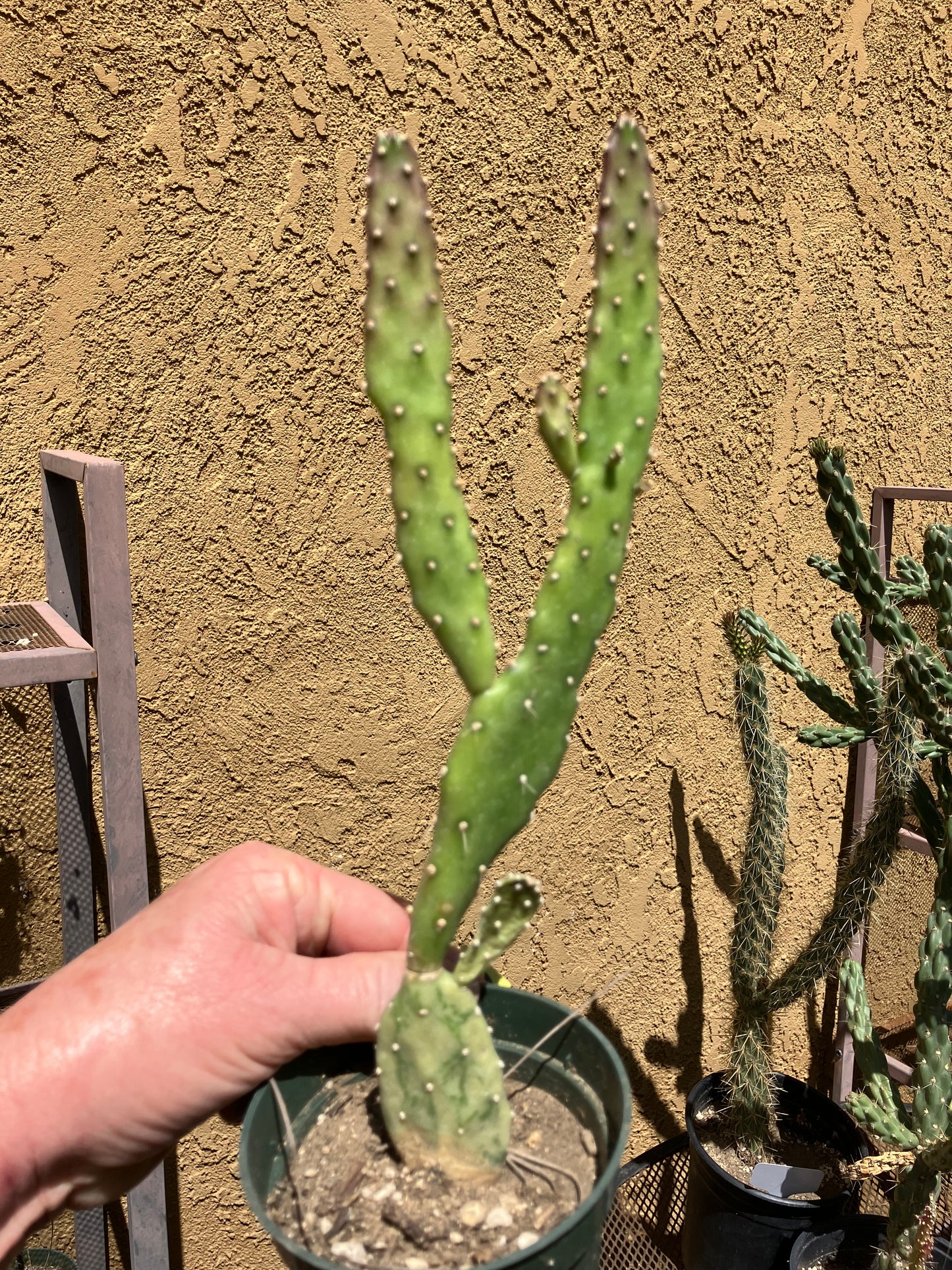 Opuntia monacantha  "Joseph's Coat" Cactus 10"Tall #100Y