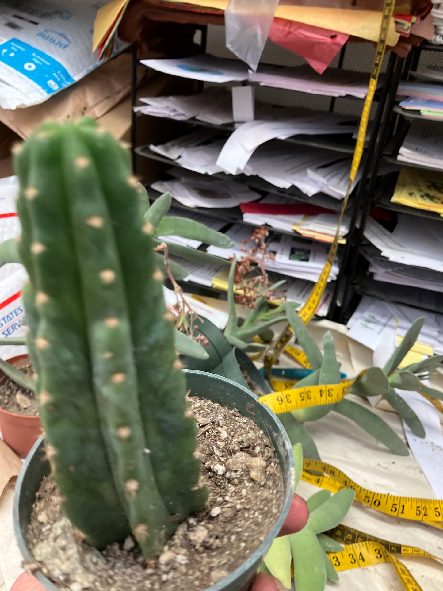 San Pedro Cactus  Trichocereus pachanoi 6"Tall #1R