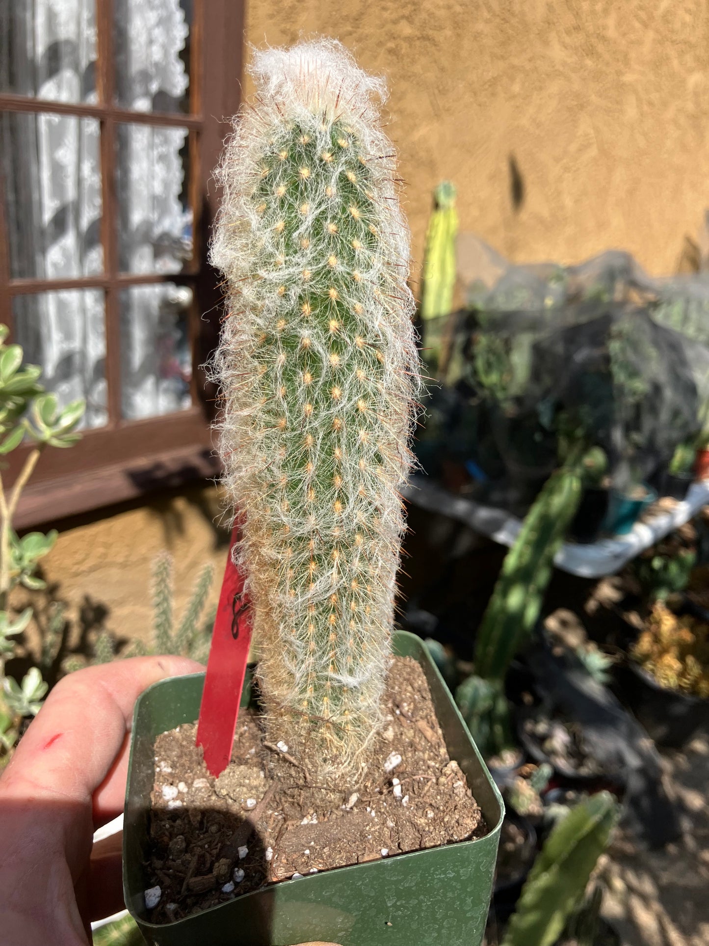 Austrocephalocereus dybowski cabega 8"Tall #125R Torch