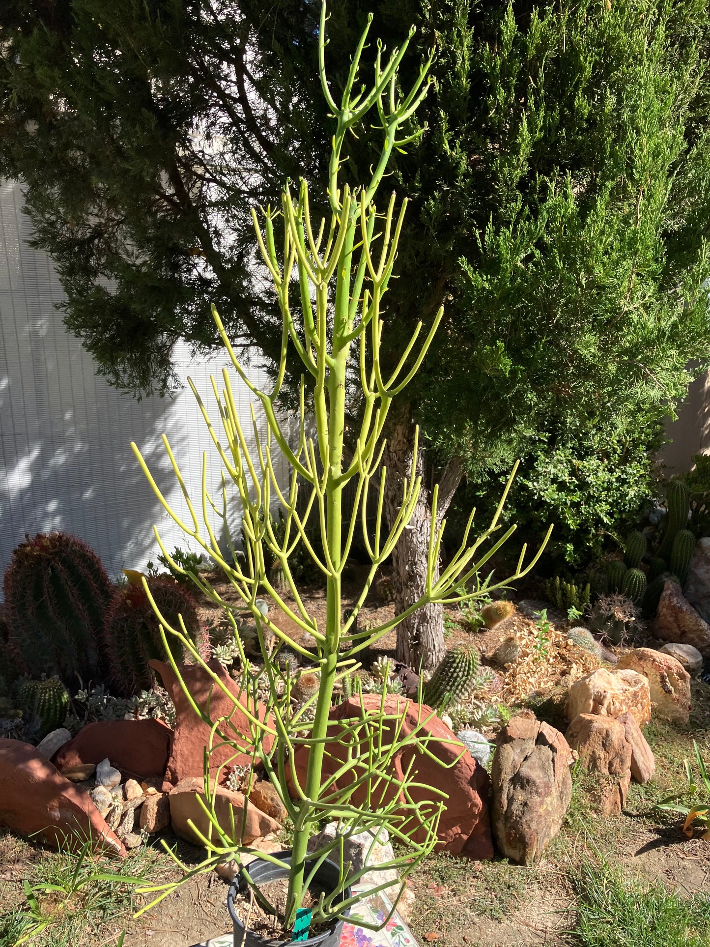 Euphorbia tirucalli Pencil Cactus/Succulent 46"Tall 18"Wide #27G