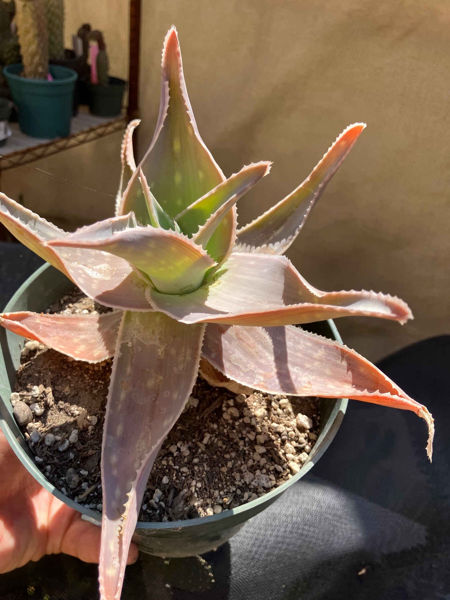 Aloe Striata Coral Aloe  7" Wide #78P