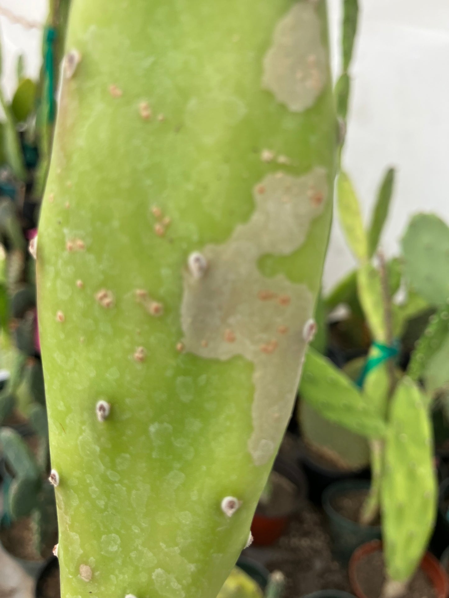 Opuntia canterae elata Ground Crawler 12"Tall #112B