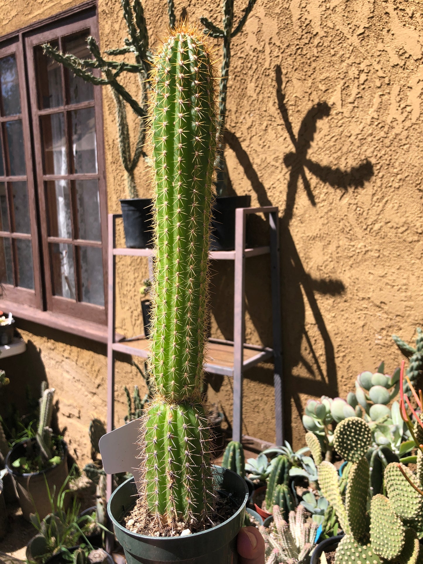 Trichocereus spachianus Golden Torch Cactus 6"Tall #13W