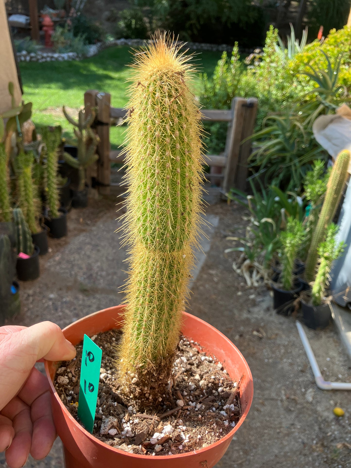 Cleistocactus hyalacanthus Cactus Columnar 10”Tall #10G