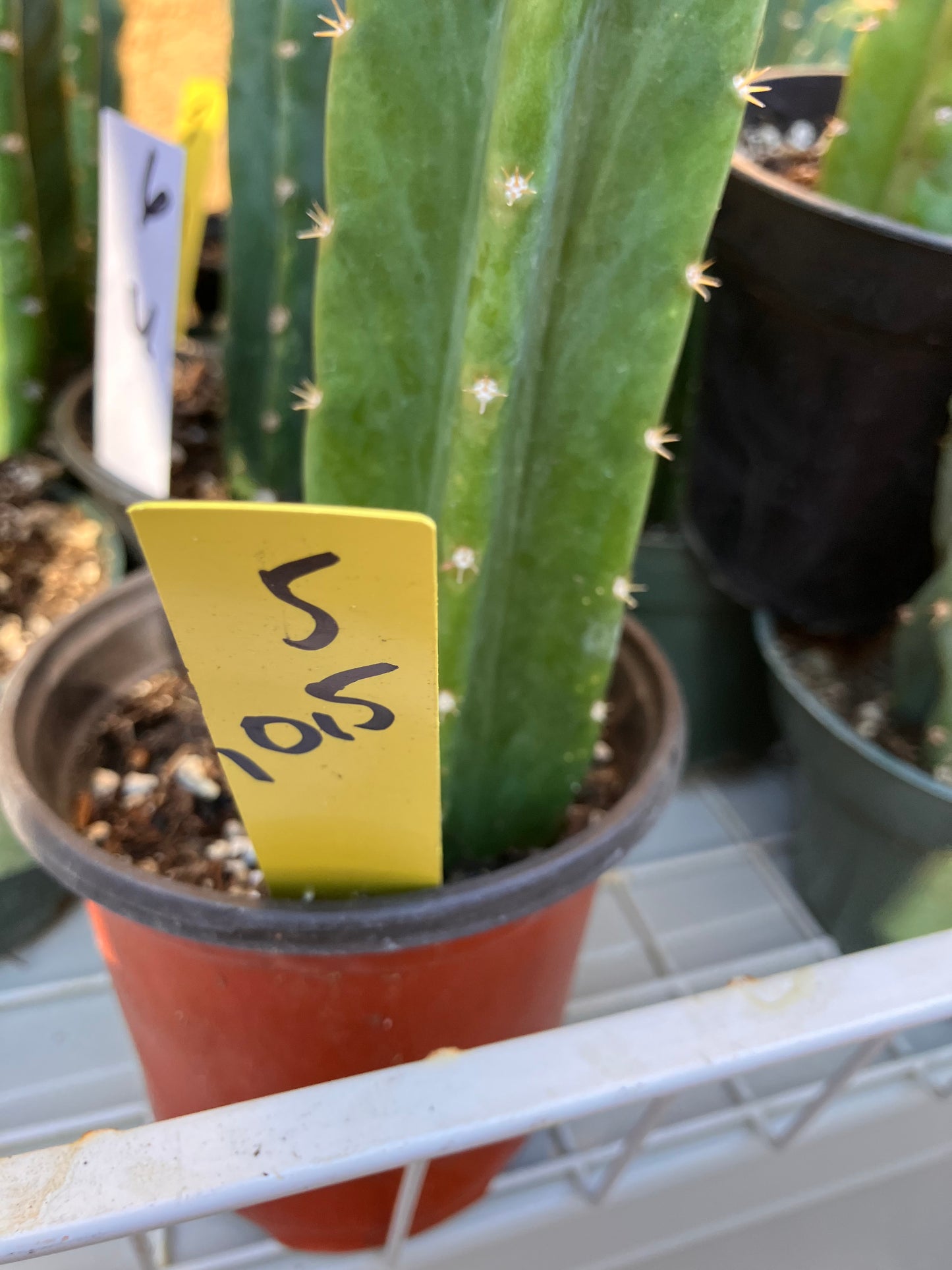 San Pedro Cactus - Trichocereus pachanoi 10.5"Tall 5Y