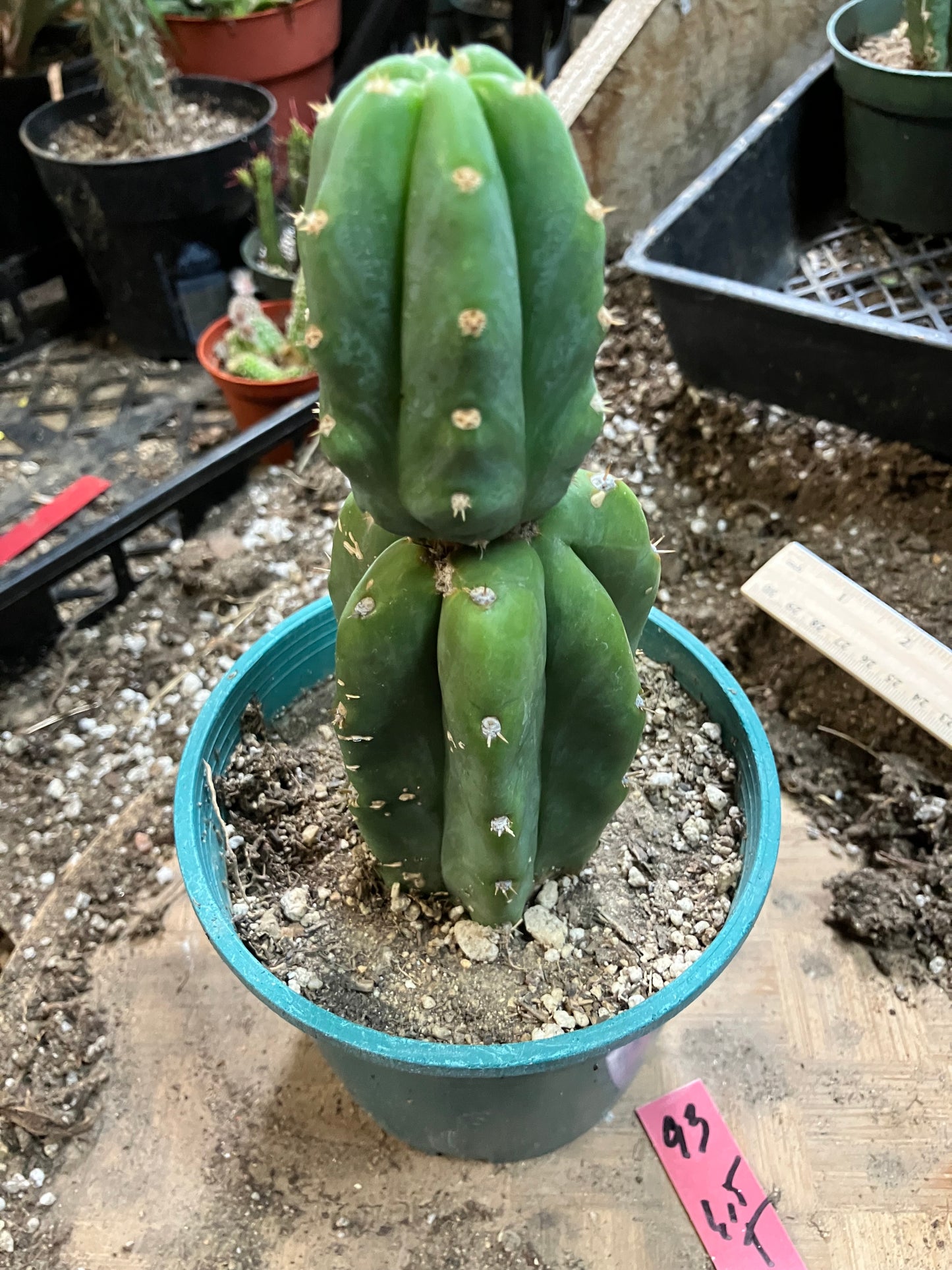San Pedro Cactus - Trichocereus pachanoi 6.5" Tall #93R